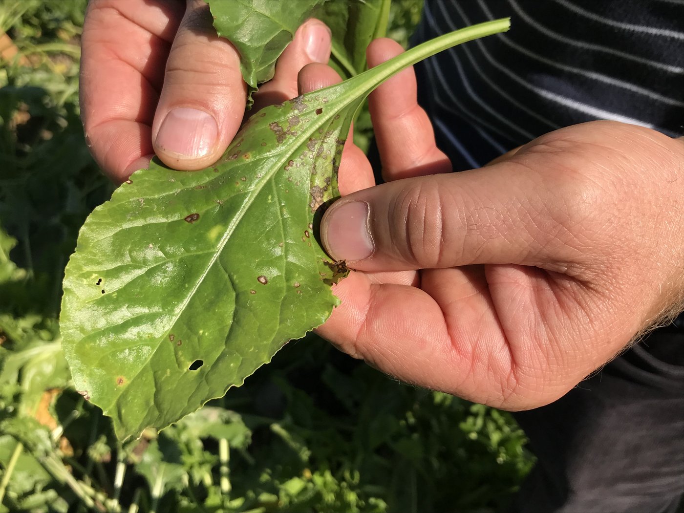 Wo bisher kein Schutz erforderlich war, sind weiterhin regelmässige Kontrollen durchzuführen. Cercospora-Blattflecken sind an den 2 bis 3 mm kleinen runden, hellgrauen Flecken mit rotbraunem Rand erkennbar. (Bild BauZ)