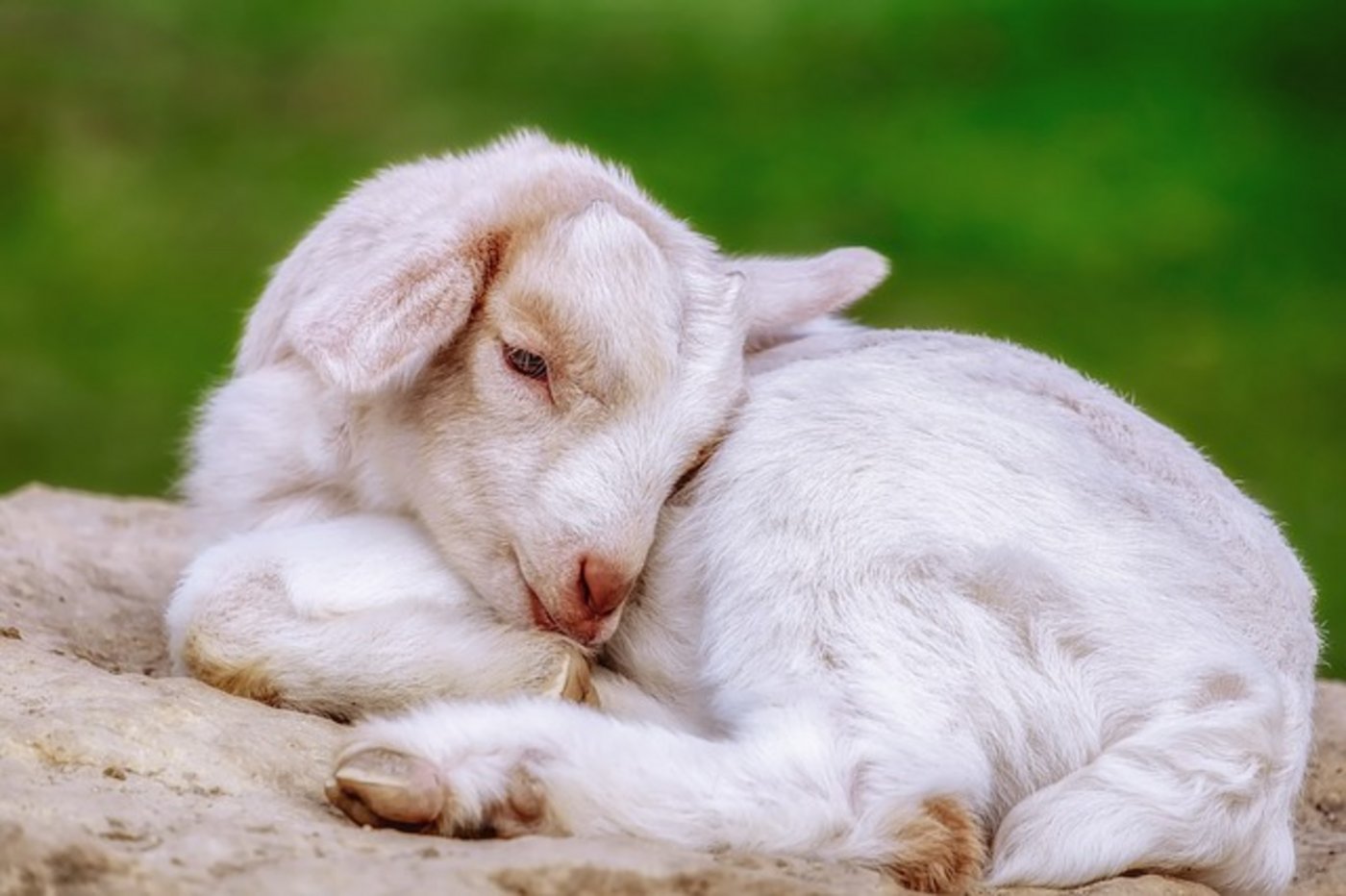 Das Problem sei, dass Ziegen jedes Jahr gebären müssen, damit sie Milch geben. Die kleinen Zicklein aber will kaum jemand. Das Fleisch der Ziegen ist weit weniger beliebt als deren Milch. (Bild Pixabay)