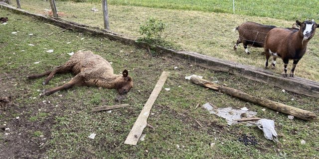 Der Tierschutzfall in Oftringen erregte im Februar Aufsehen. Ein 57-jähriger Schweizer Tierhalter war zunächst festgenommen worden, nachdem auf seinem Grundstück etliche tote Tiere und Tiere in teilweise sehr schlechtem zustand entdeckt worden waren. (Bild Kantonspolizei Aargau)
