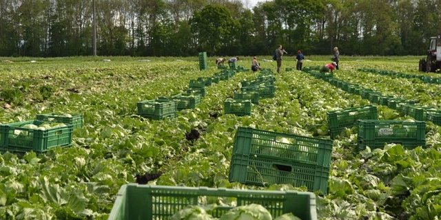 Im Gemüsebau kommen fast ausschliesslich Ausländer(innen) zum Einsatz. In den meisten Fällen sind es Kurzaufenthalter. (Bild jw)