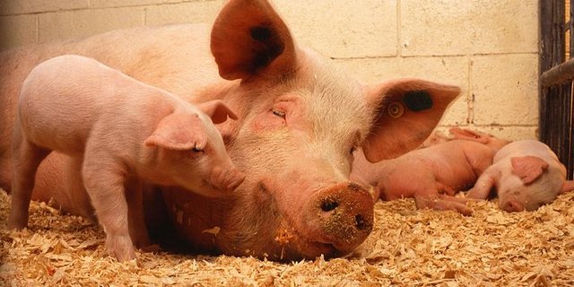 Der Universität Bern gelingt ein Durchbruch bei der Erforschung des Bakteriums Clostridium. (Bild pixabay)