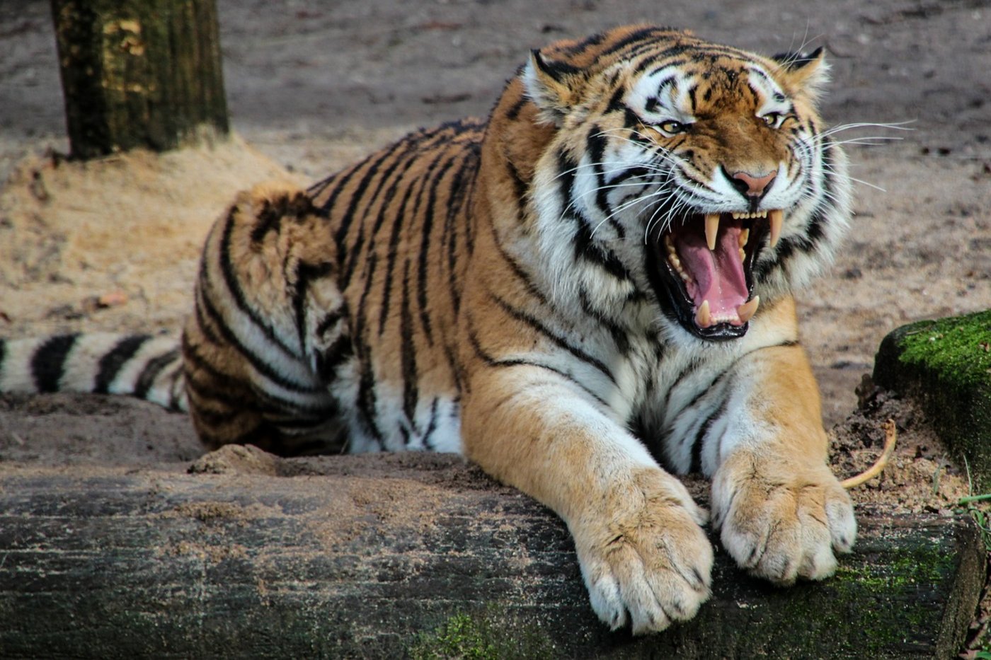 In Nepal hat ein Tiger eine Frau beim Futtersammeln getötet. (Bild Pixabay)