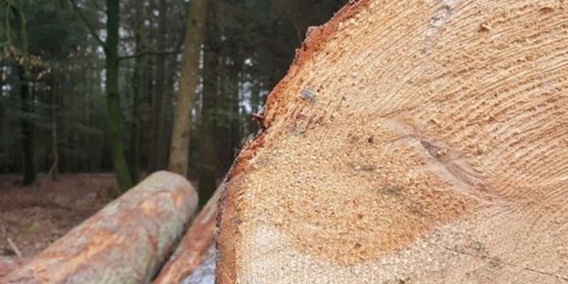 Mit dem Grossauftrag bekenne man sich auch zum Holz-Produktionsstandort Schweiz, so die Fenaco. (Bild ji)