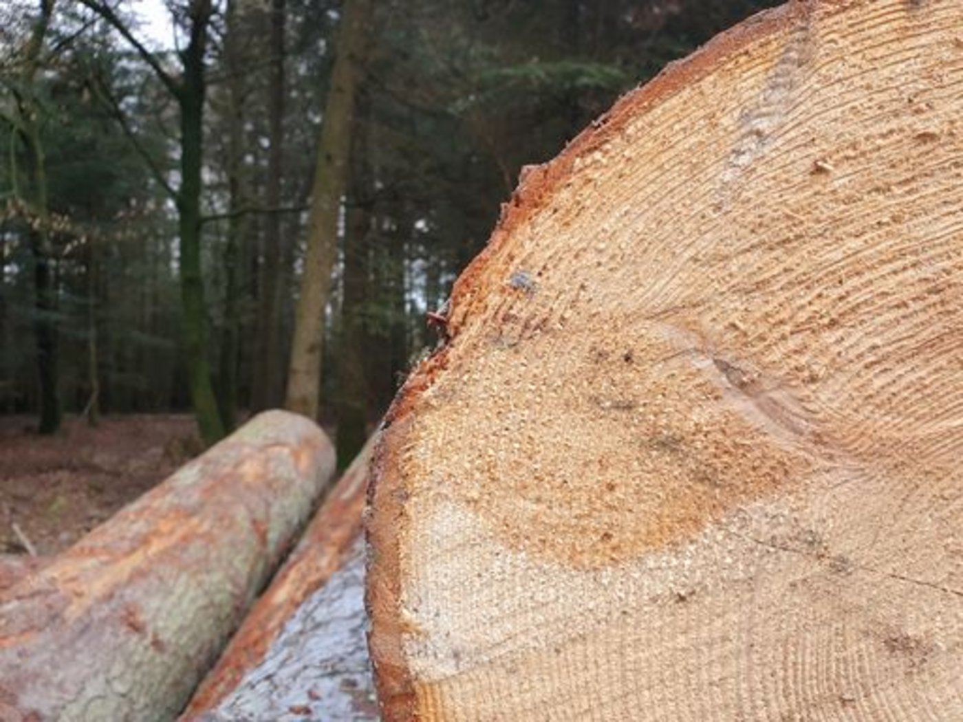Mit dem Grossauftrag bekenne man sich auch zum Holz-Produktionsstandort Schweiz, so die Fenaco. (Bild ji)