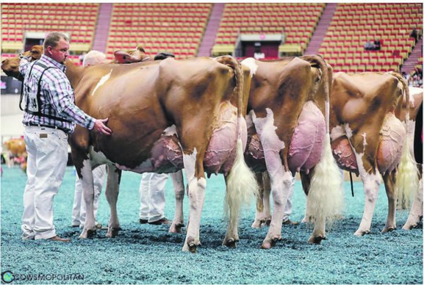 Kein Vorbeikommen gab es an Meadow Green Absolute Fanny (links), sie wurde Red-Holstein-Siegerkuh. 
