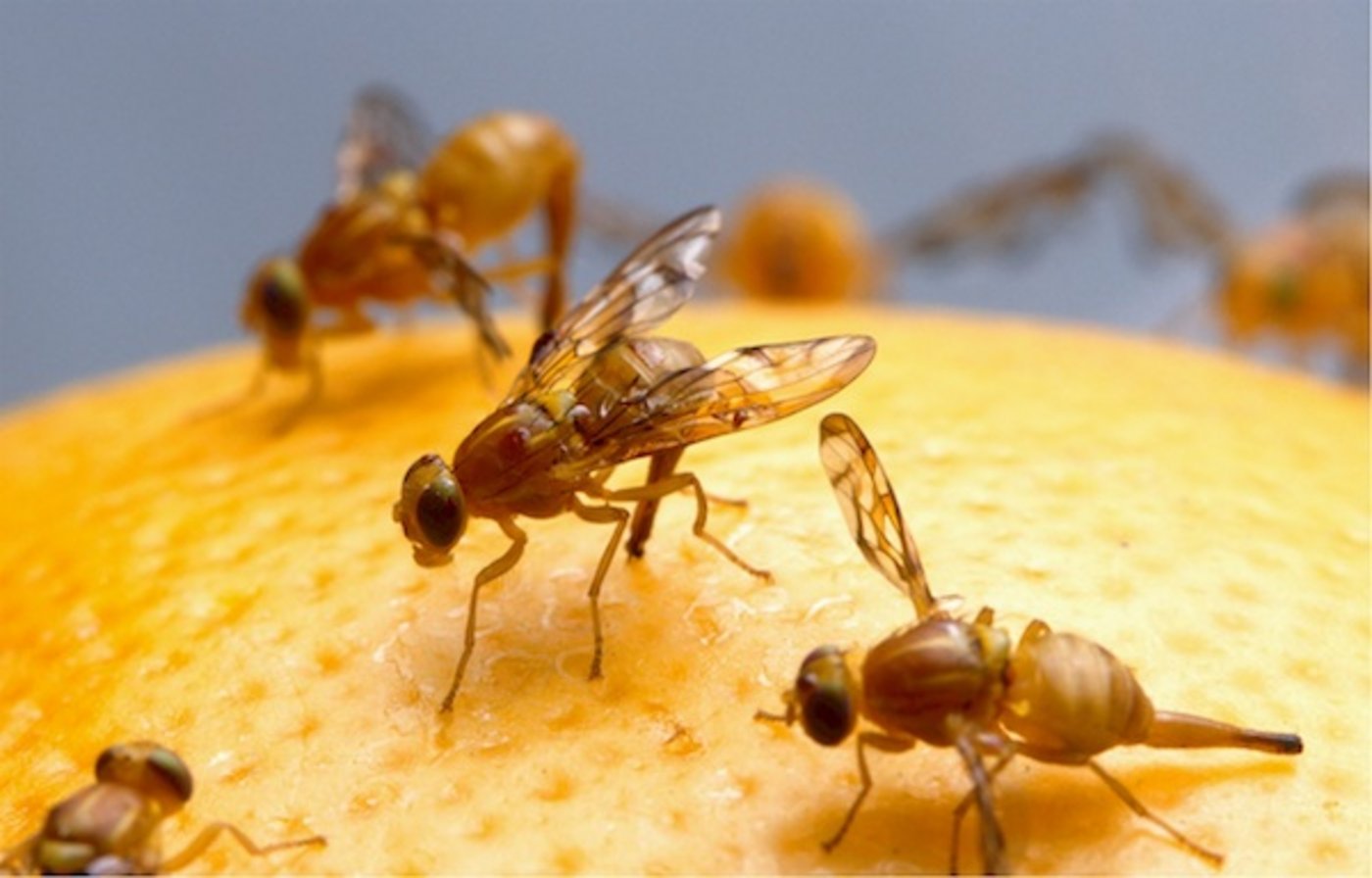 Fruchtfliegen übertragen Bakterien und Pilze auf Lebensmittel. Das kann gesundheitliche Probleme auslösen. (Bild Pixabay)
