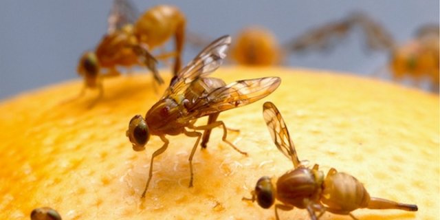 Fruchtfliegen übertragen Bakterien und Pilze auf Lebensmittel. Das kann gesundheitliche Probleme auslösen. (Bild Pixabay)