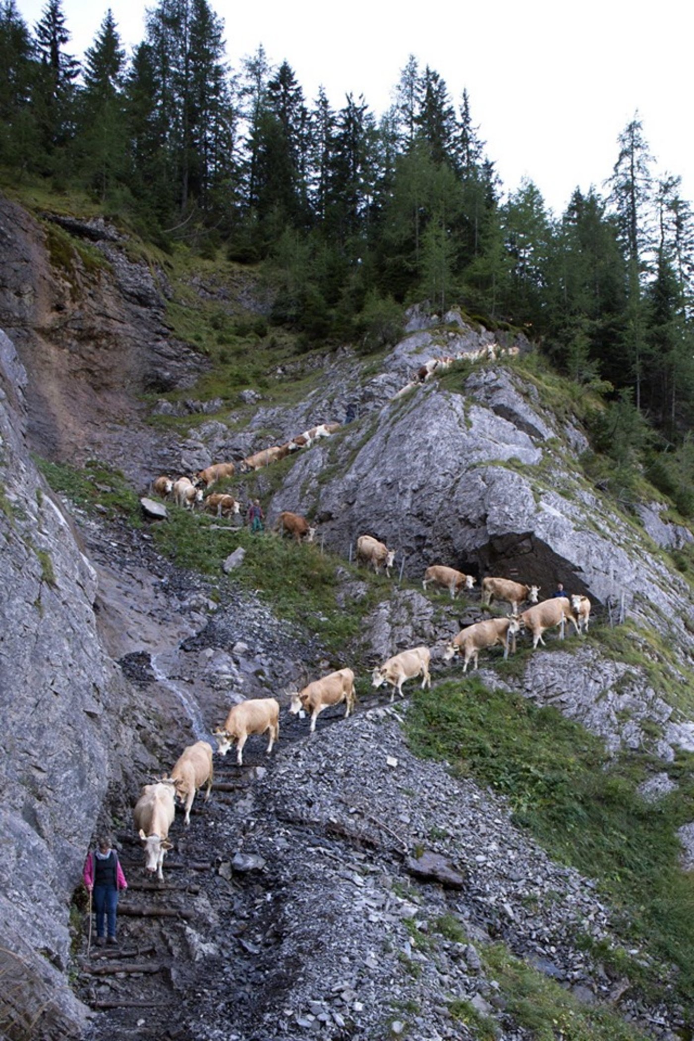 Der Alpabzug von der Engtligenalp dauert rund eineinhalb Stunden. (Bild Talk)