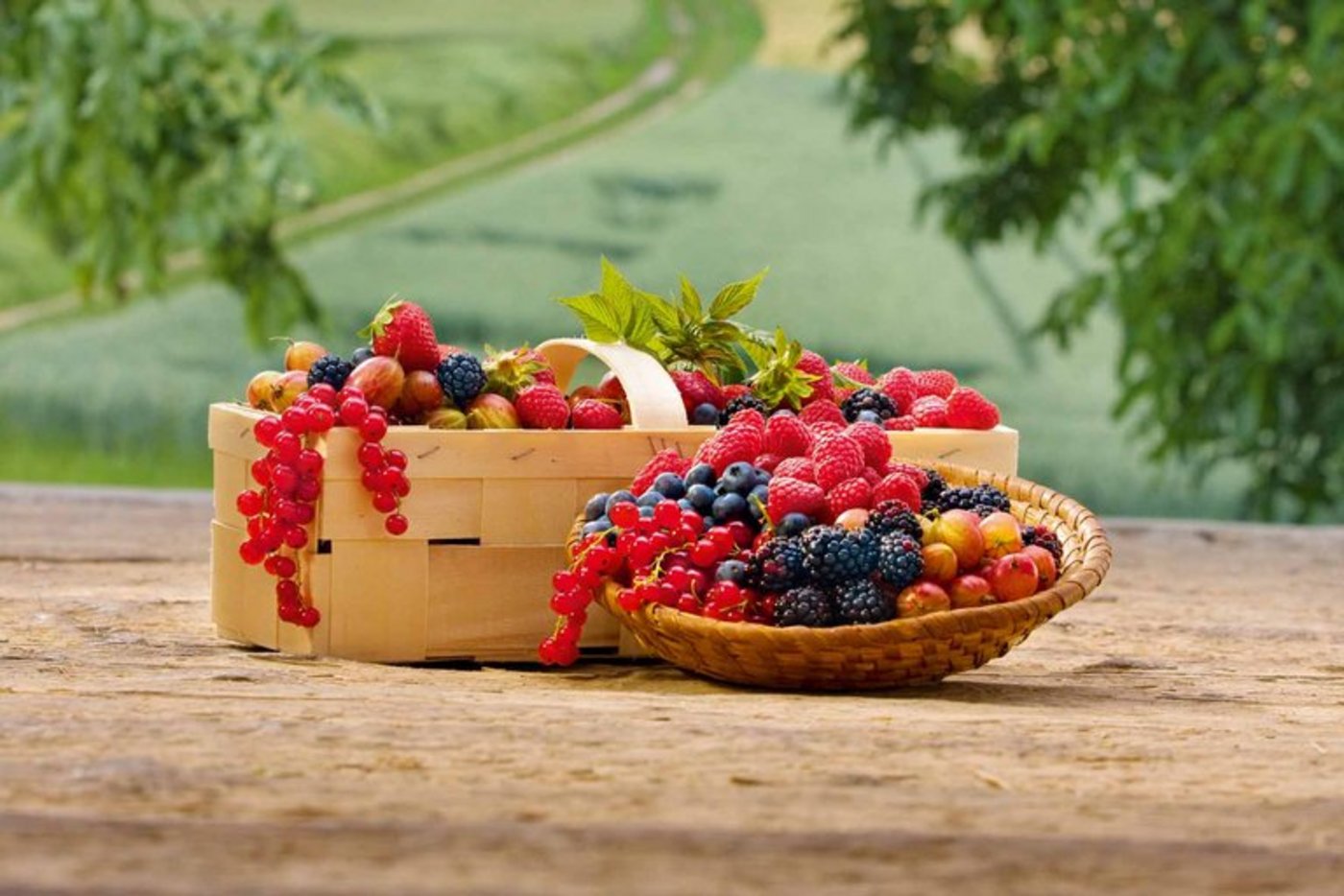 Beeren enthalten Mineralstoffe, Fruchtsäure und sekundäre Pflanzenstoffe. (Bild Schweizer Obstverband)
