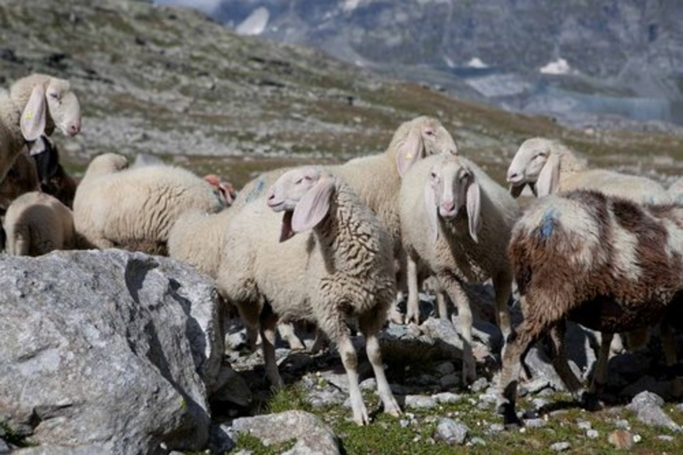 Noch immer werden 97 Saaser Mutten vermisst. (Bild: zVg)