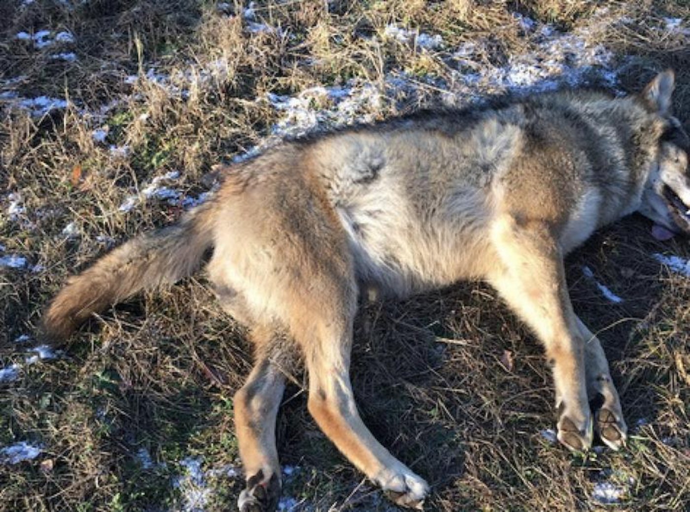 Der von einem holländischen Jagdgast in einer Notstandssituation geschossene Wolf. (Bild jawina.de)