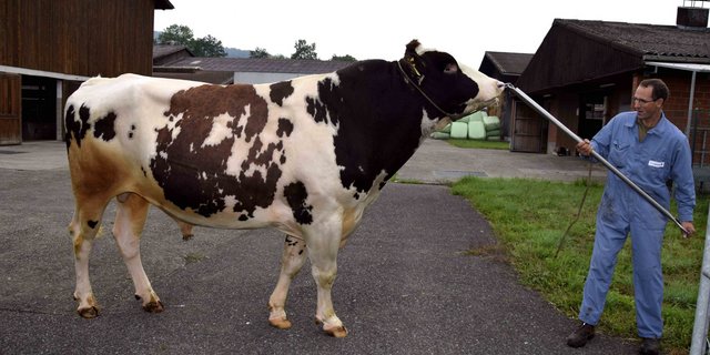 Christian Schwegler präsentiert den Red Holsteinstier Plattery Destry Rusty. (Bild Peter Fankhauser)