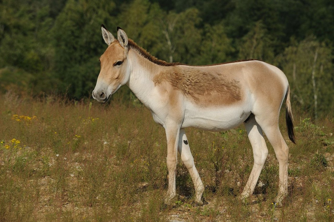 Der Kulan ist eine Pferdeart, ähnelt äusserlich aber eher einem Esel. (Bild Michael Oppermann)