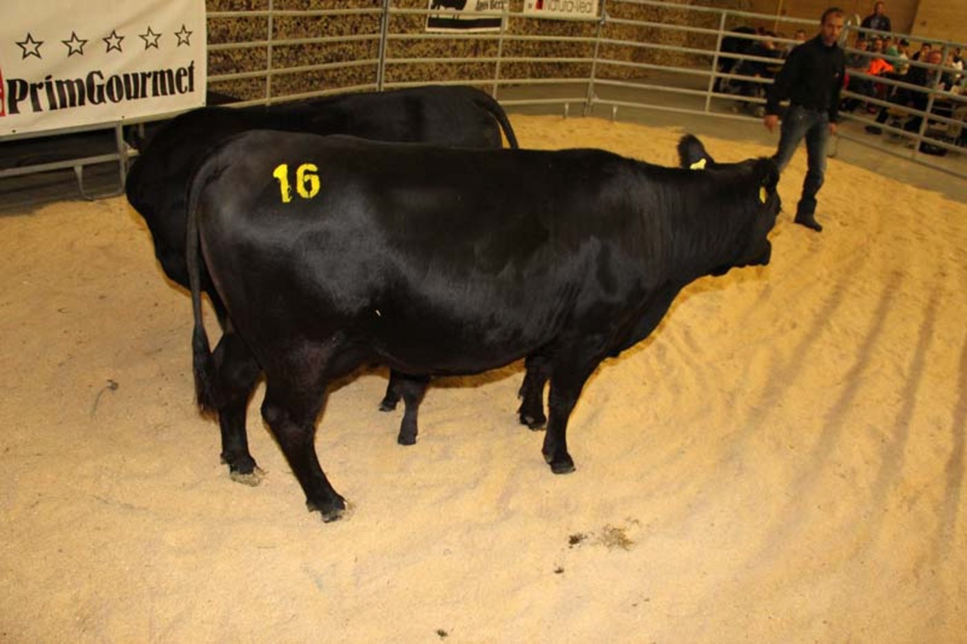 Die schöne Angus-Kuh Langacher Rosa mit ihrem 6-wöchigem Kalb galt 5300 Franken. Die gleich alte Kuh Langacher Juliana Nummer dahinter galt auch 5300 Franken zusammen mit dem Kalb.
