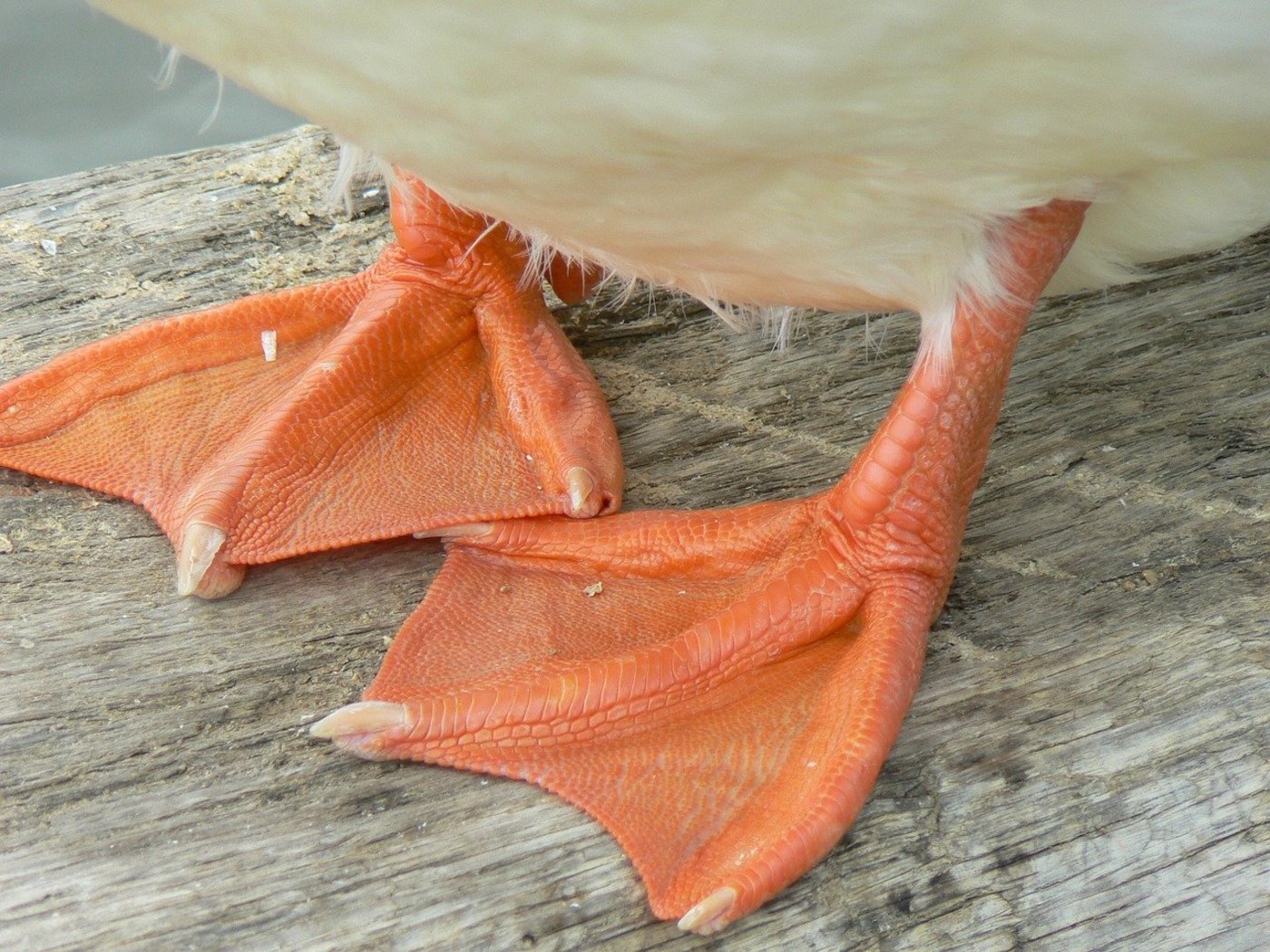 Bei dem Geflügel, das gekeult werden soll, handelt es sich mehrheitlich um Enten. (Symbolbild makamuki0/Pixabay)