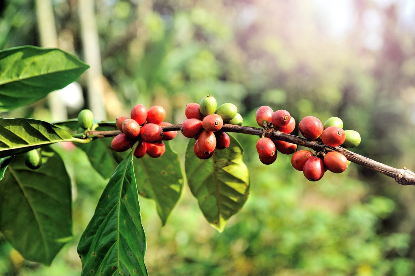 Kaffeepflanzen sind empfindlich und können schnell von Schädlingen und Krankheiten bedroht werden. (Symbolbild Pixabay)