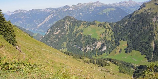 Oberhalb der Baumgrenze leben ganz andere Vögel, als unterhalb davon. Nun sind Vogelarten von unten auf dem Vormarsch nach oben. (Bild BauZ)