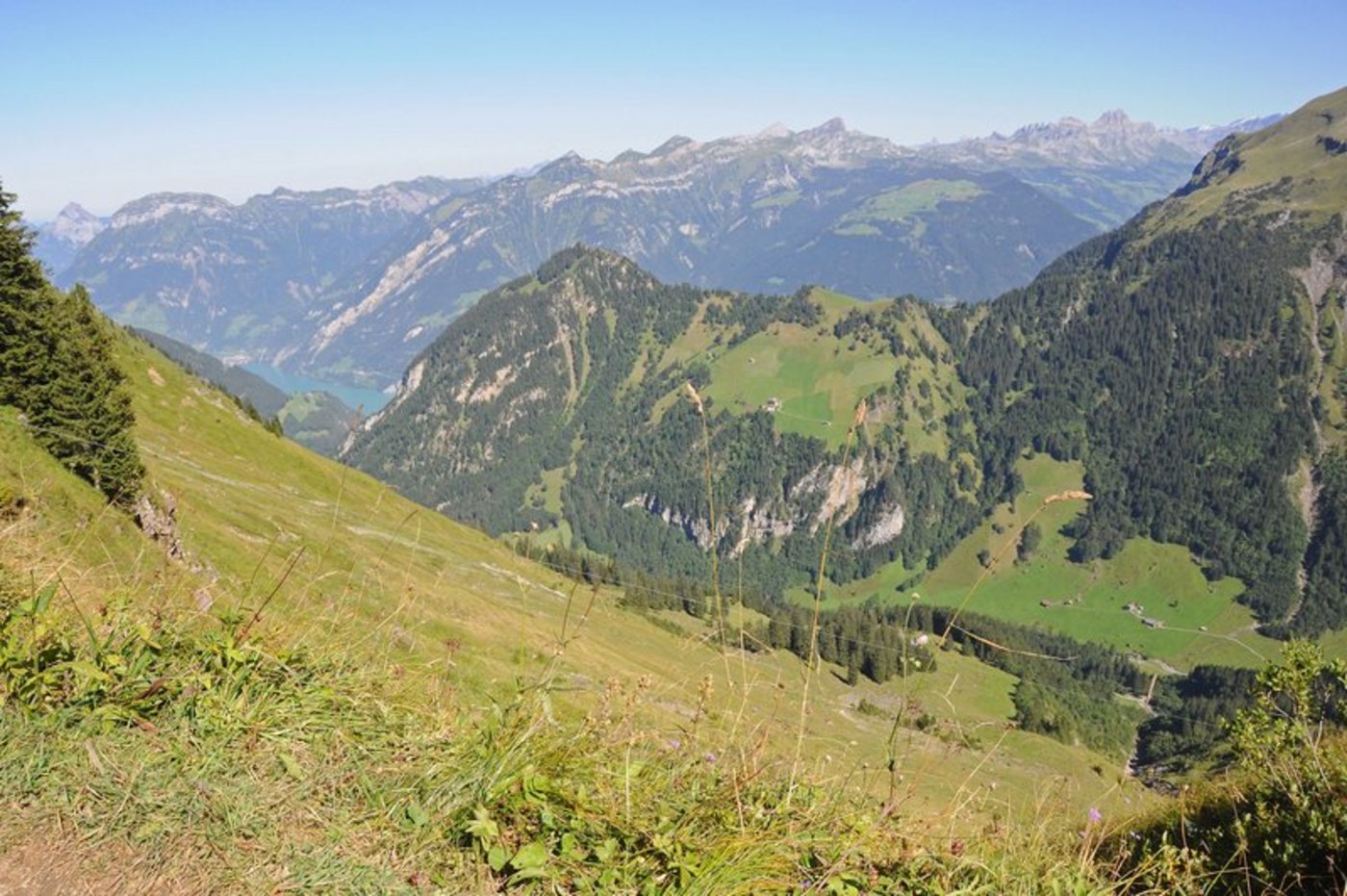 Oberhalb der Baumgrenze leben ganz andere Vögel, als unterhalb davon. Nun sind Vogelarten von unten auf dem Vormarsch nach oben. (Bild BauZ)