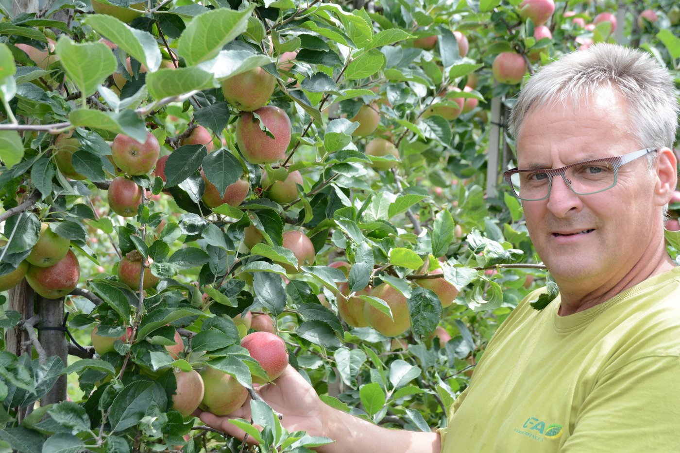 DIeses System bewährt sich.  Die Obstbäume sind grün und mit genug grossen Äpfeln versehen.