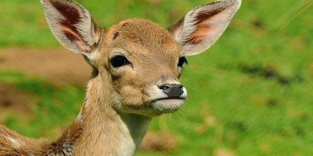 Die Rehgeiss, lässt ihre Jungen oft im hohen Gras, damit sie nicht vom Fuchs gefunden werden. (Bild pixabay)
