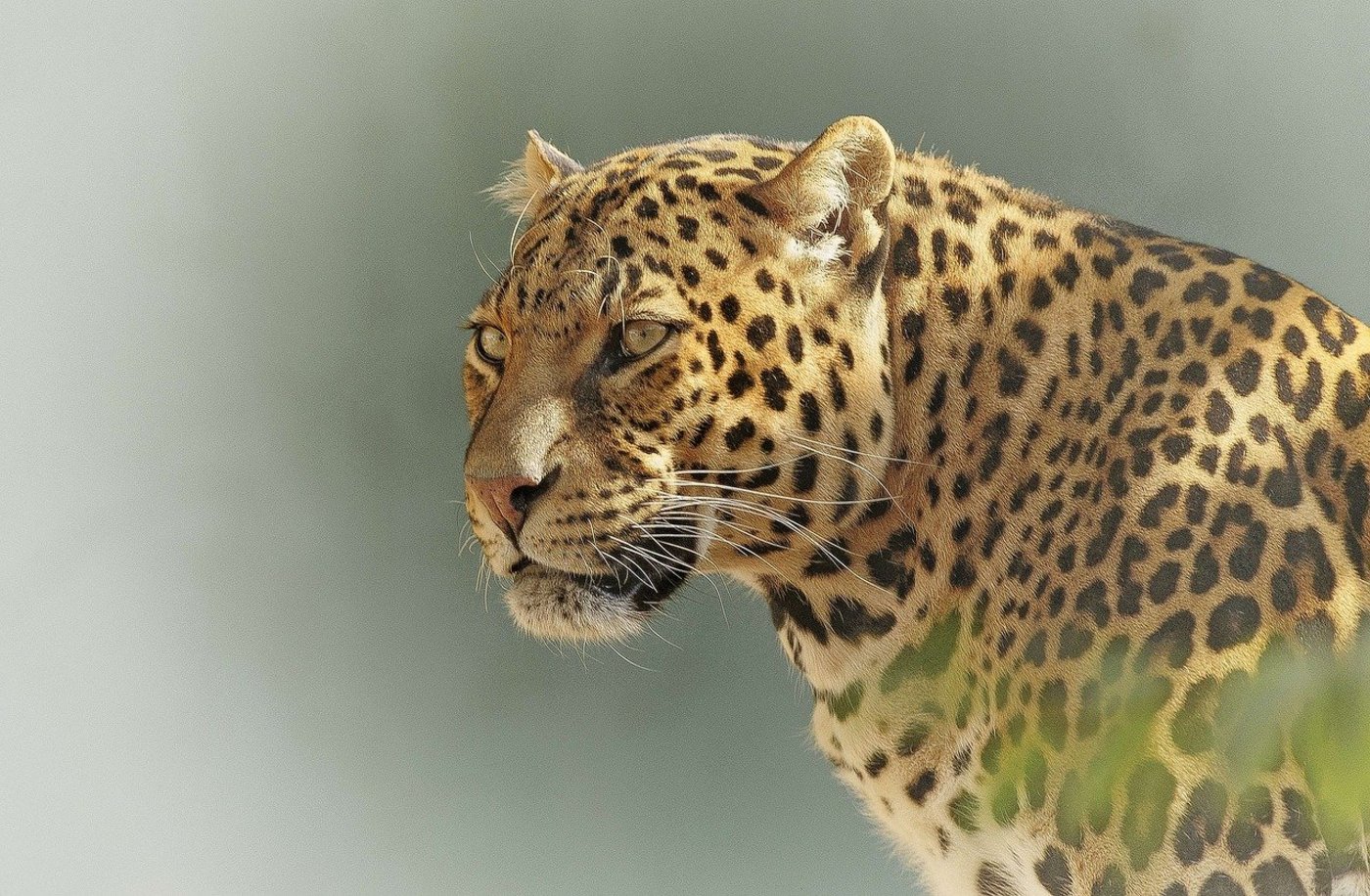 Leopard. (Symbolbild Pixabay)