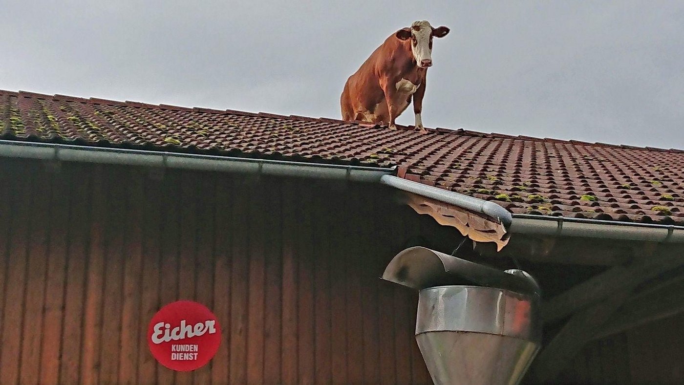 Die Kuh genoss ihren Auftritt sichtlich. (Bilder Christine Pröbstl)