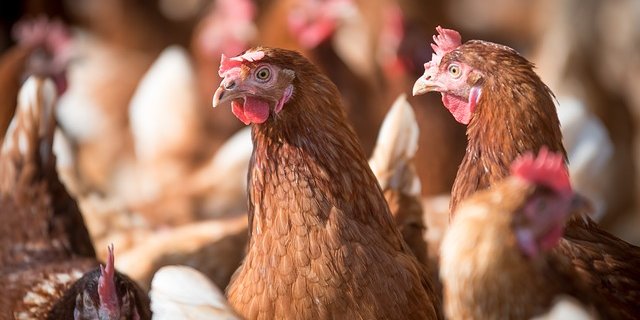 Die Massentierhaltungs-Initiative will unter anderem den Höchstbestand von Legehennen auf 2000 statt18'000 Tiere pro Betrieb senken. (Bild Pixabay)
