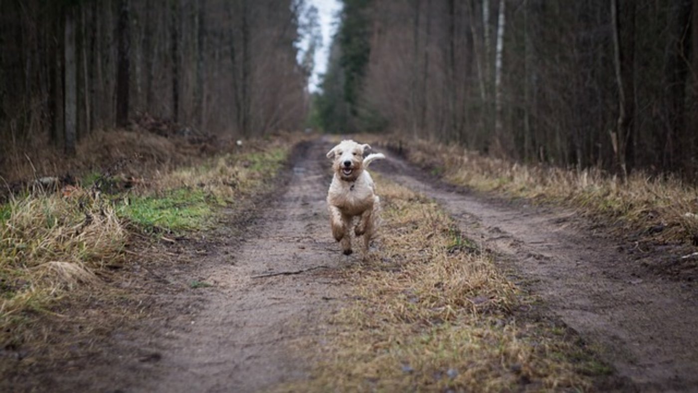 Im Kurs soll man beispielsweise lernen, wie man Hunde ihren Bedürfnissen entsprechend hält. (Bild Pixabay)
