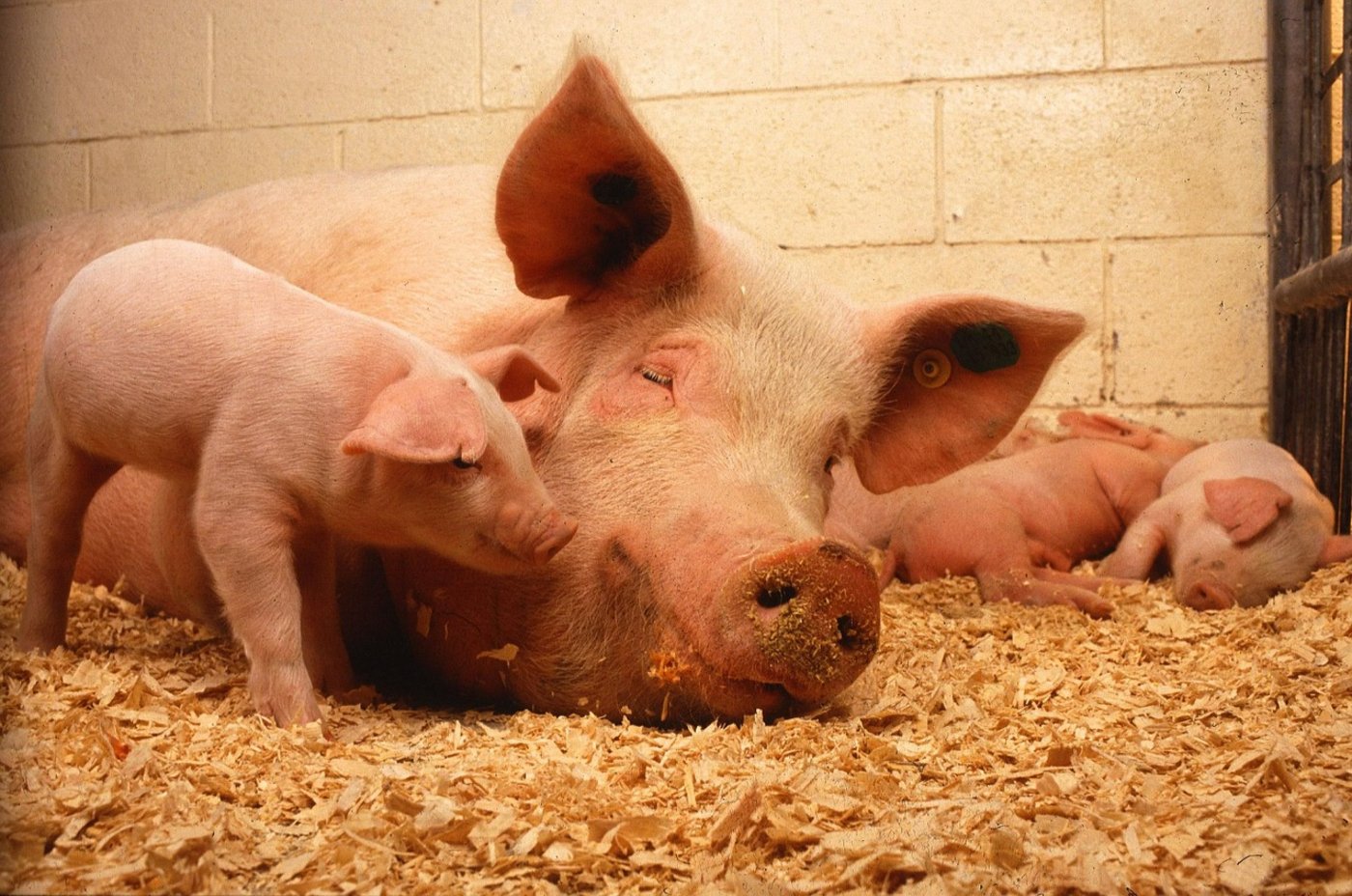Die Klassische Schweinepest ist seit 1833 als Infektionskrankheit bekannt. (Symbolbild Pixabay)