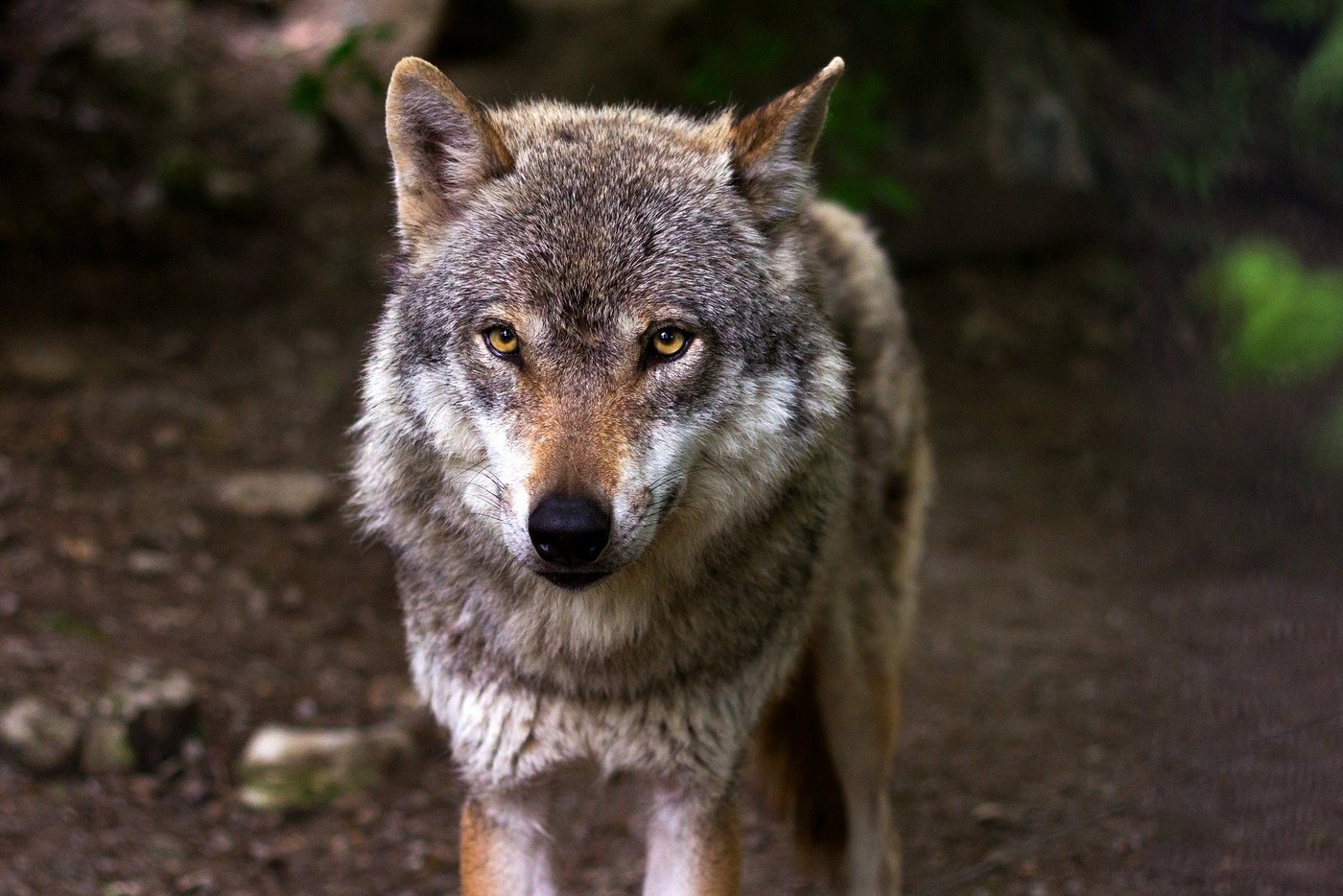 Bafu reicht Beschwerde gegen den Wolfsabschuss im Wallis ein. (Bild Pixabay)