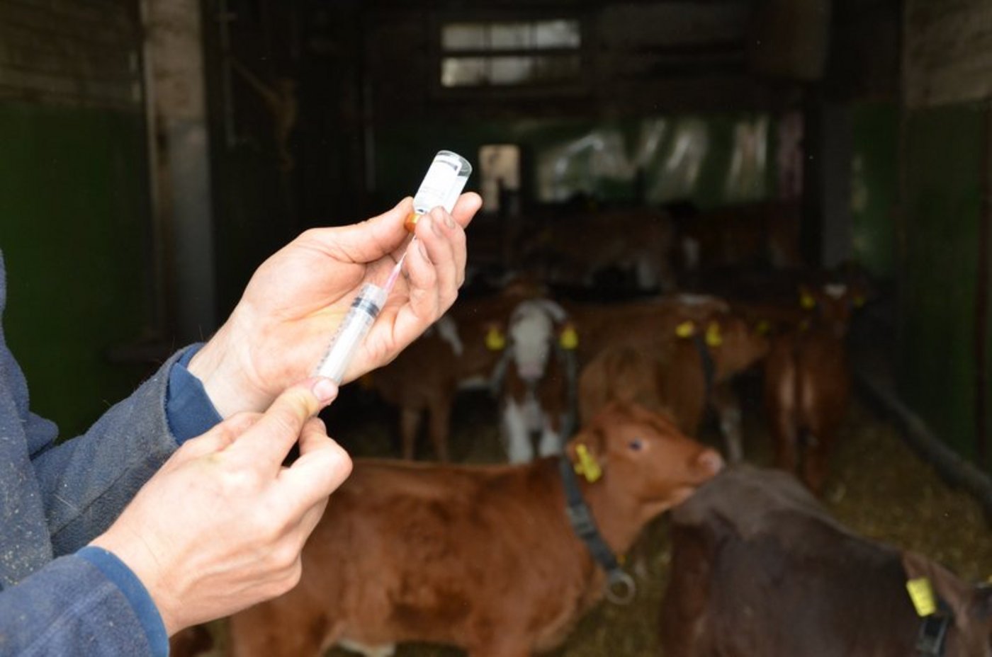 Zur Grundversorgung gehören notwendige Behandlungen, aber auch Kontrollen und Erhebungen zur Lebensmittelsicherheit, für den Tierschutz oder die Tierseuchenüberwachung. (Bild BauZ)