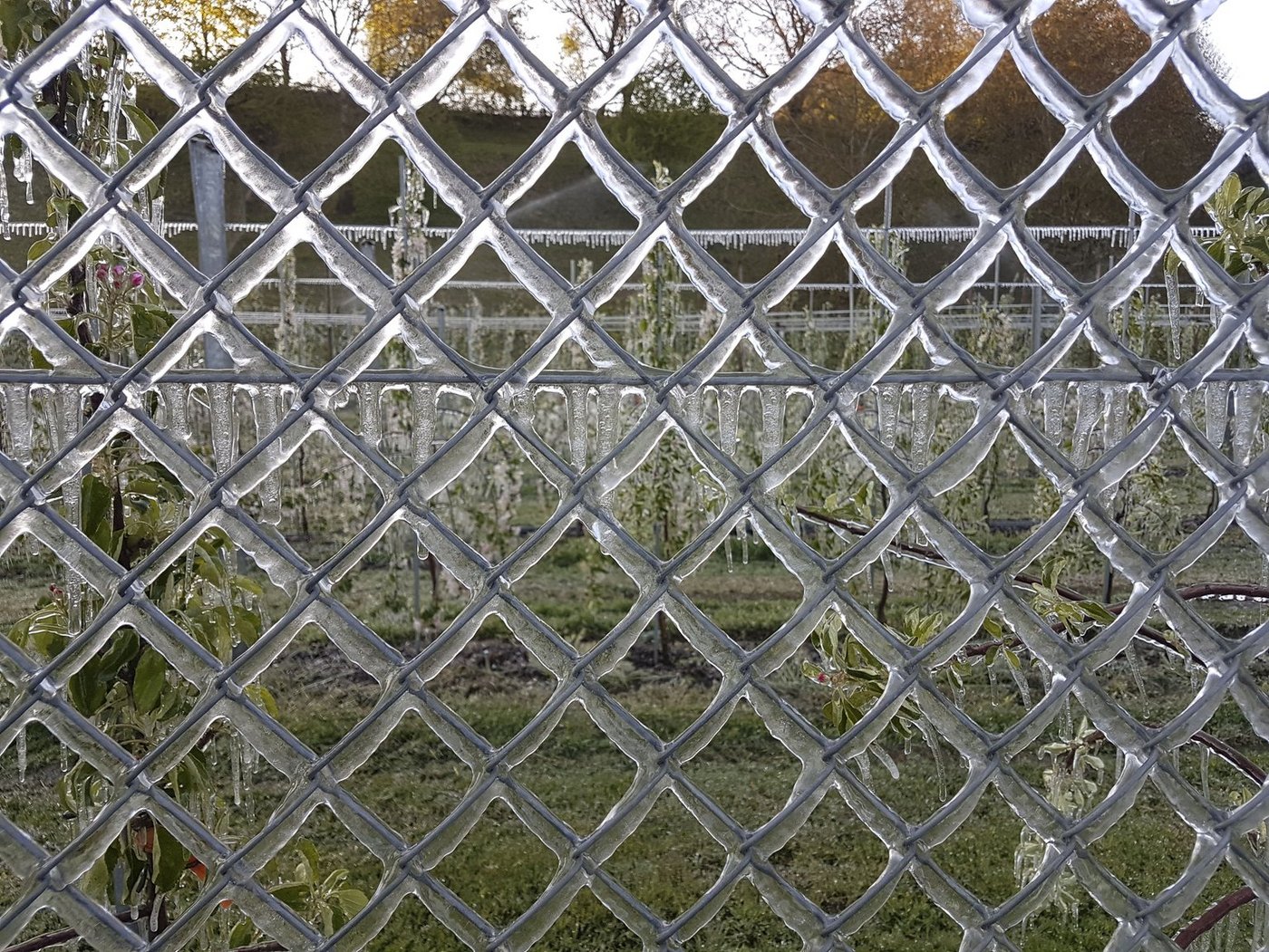 Frostschutzberegnung am 21. April 2017. (Bild ji)