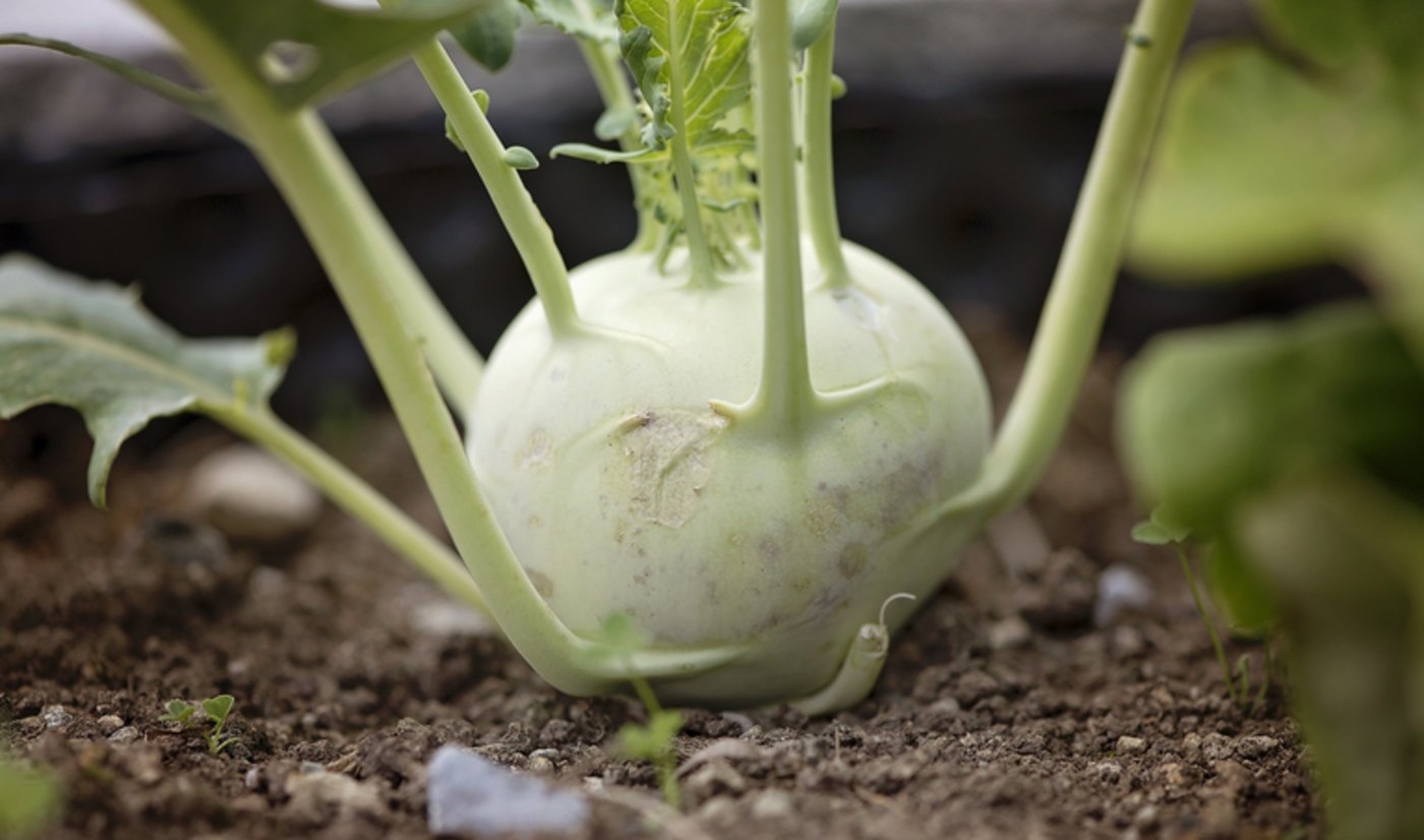 Von April bis November hat Schweizer Kohlrabi Saison. (lid/pd)