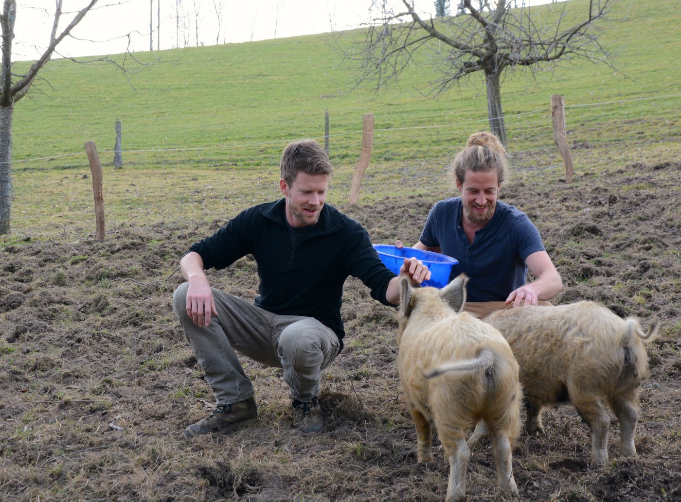 Die beiden jungen Wollschweine Selma und Luise könnten sich zu Besuchermagneten mausern.