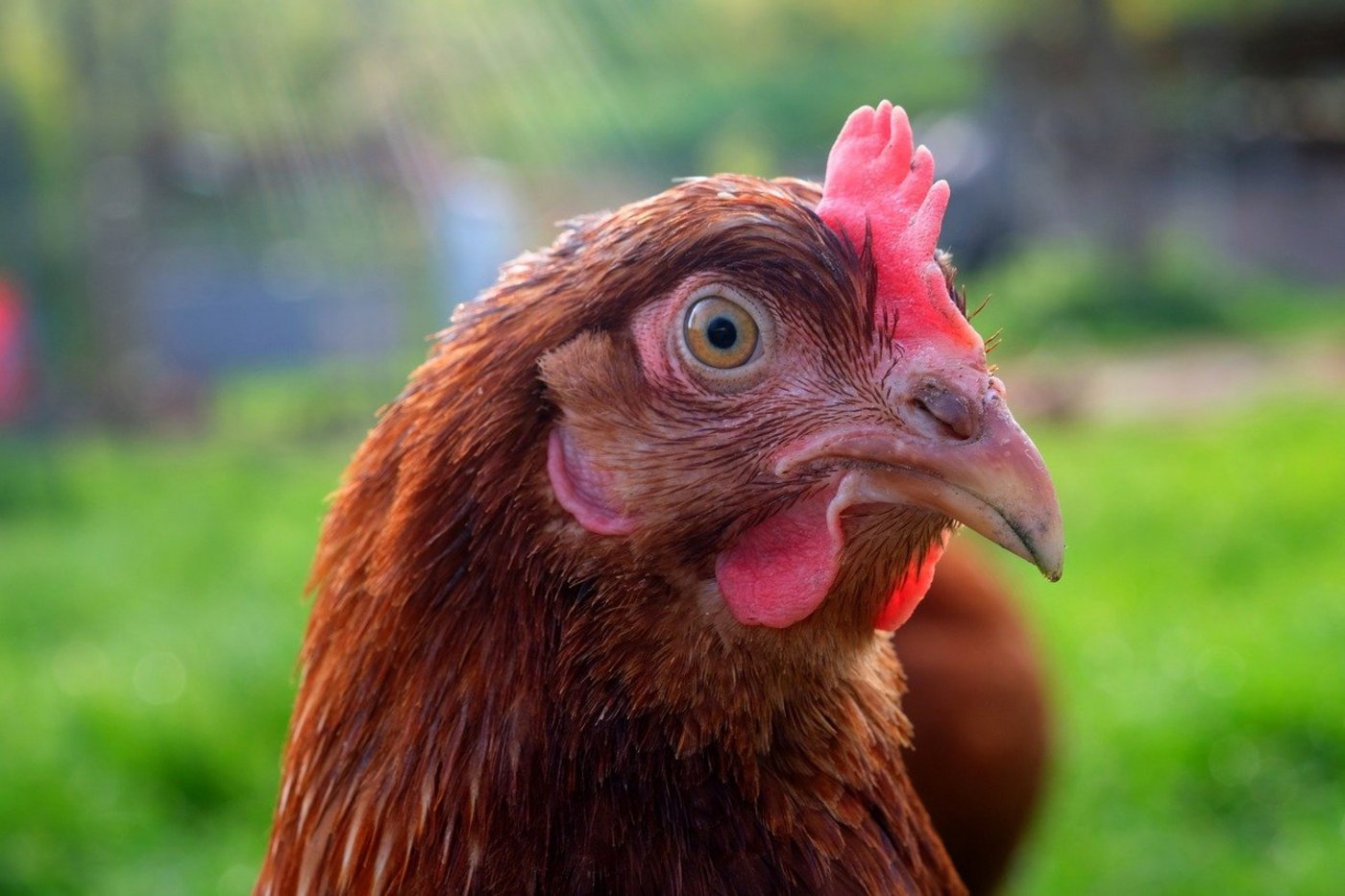 Was ist für das Wohlergehen eines Huhns wichtig? Welche Bedürfnisse hat ein Schwein? – Solche Fragen müssten aus Sicht der GTS wissenschaftlich beantwortet werden, um das Tierwohl zu verbessern. (Bild Pixabay)