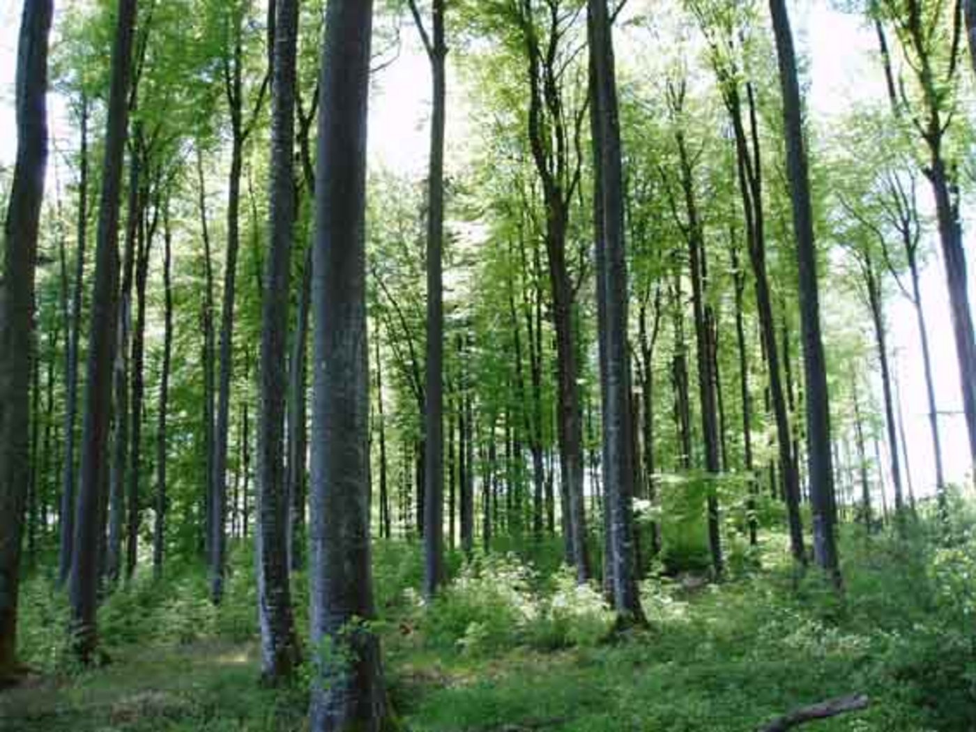 Der Verband WaldSchweiz will mit einer Motion die Schweizer Wald- und Holzwirtschaft nachhaltig verbessern. (Bild lid)