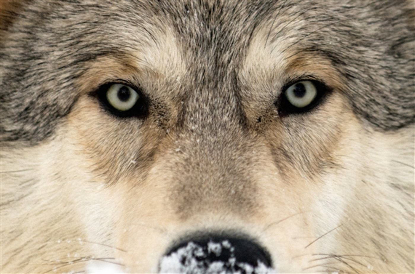Kanton Zürich bereitet sich auf den Wolf vor. Mit einem Herdenschutzbeauftragten und Ausbildungskursen für die Landwirte. 
