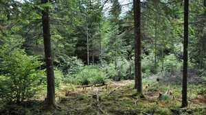 Die Resultate des 30-jährigen Experiments zeigen, dass ein weniger dicht gewachsener Wald besser mit Trockenheit umgehen kann. (Bild Alessandra Bottero)