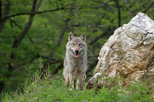 Die neue Jagdverordnung ist genehmigt und tritt am 15. Juli in Kraft – Das steht drin Wie bisher bleiben Bäuerinnen und Bauern für den Schutz ihrer Herden zuständig, der Bund bietet aber finanzielle Unterstützung und hat die Kompetenz für Eingriffe in Wolfsrudel. (Bild WFranz / Pixabay)