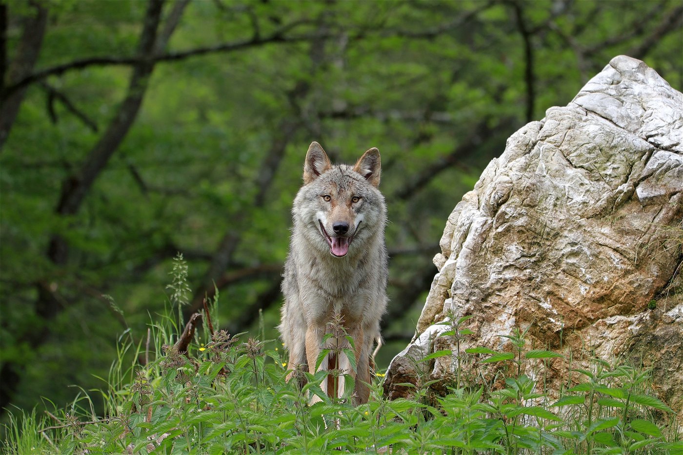 Wie bisher bleiben Bäuerinnen und Bauern für den Schutz ihrer Herden zuständig, der Bund bietet aber finanzielle Unterstützung und hat die Kompetenz für Eingriffe in Wolfsrudel. (Bild WFranz / Pixabay) 