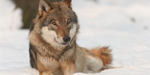Der Ständerat will abwarten, wie es mit dem überarbeiteten Wolfskonzept weitergeht. (Bild: Bernard Landgraf)