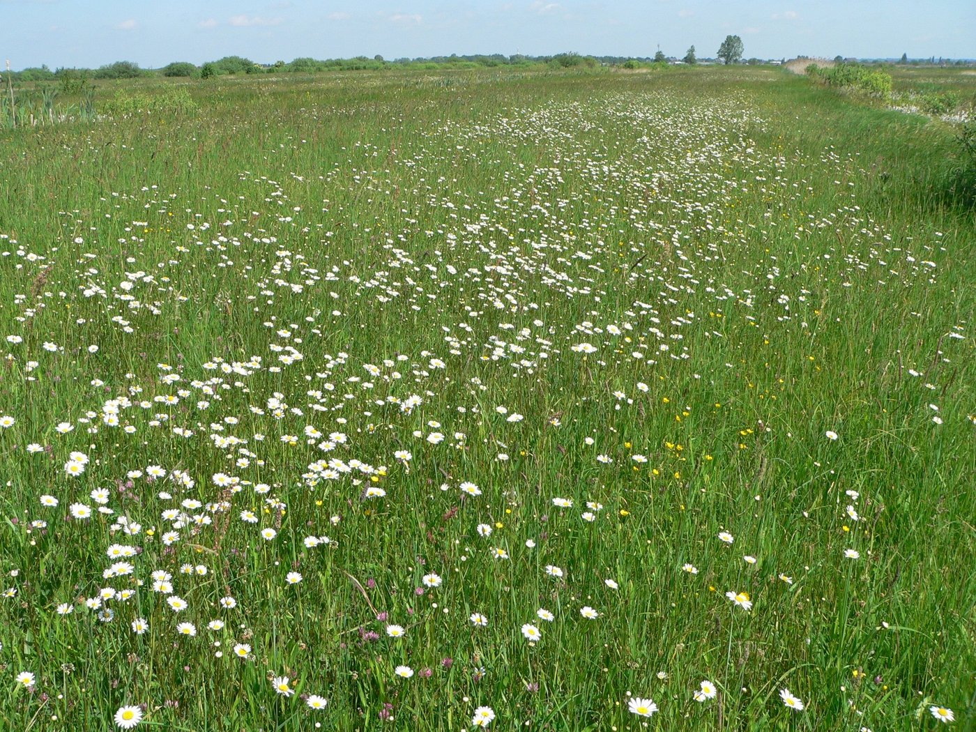 Eine gute Mischung zwischen Klee und Gras unterdrückt das Wachstum von Unkräutern und verbessert die Effizienz im Futterbau. (Bild Wikpedia)