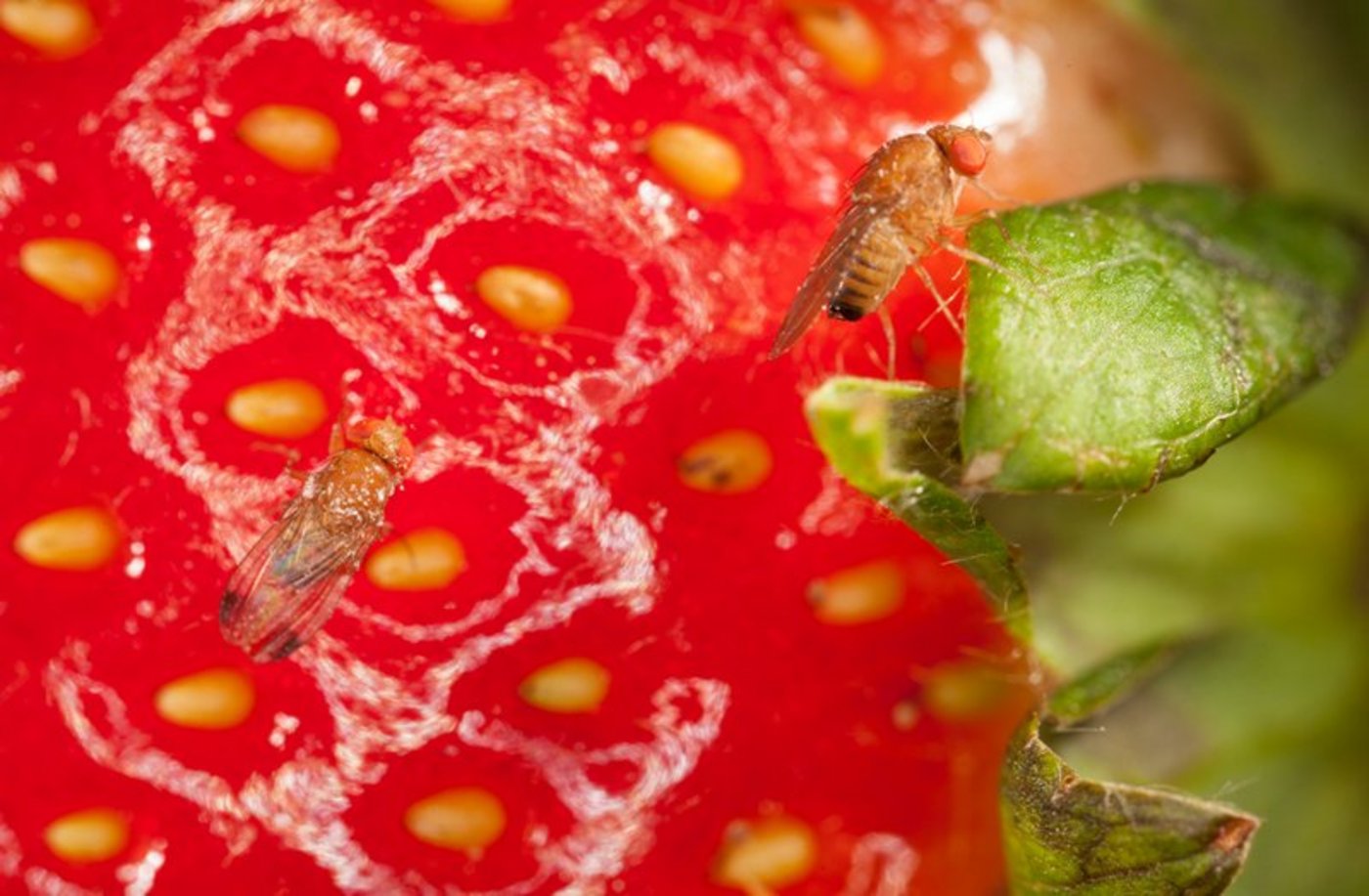 Die Kirschessigfliege stammt aus Asien und legt ihre Eier in reife Früchte oder Beeren. (Bild BauZ)