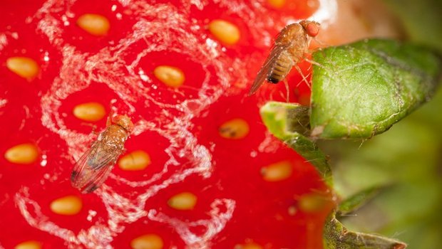 Die Kirschessigfliege stammt aus Asien und legt ihre Eier in reife Früchte oder Beeren. (Bild BauZ)
