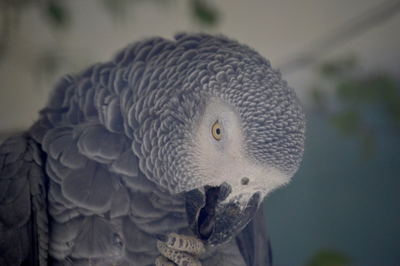 Graupapageien sind schlaue Vögel. (Bild Pixabay)