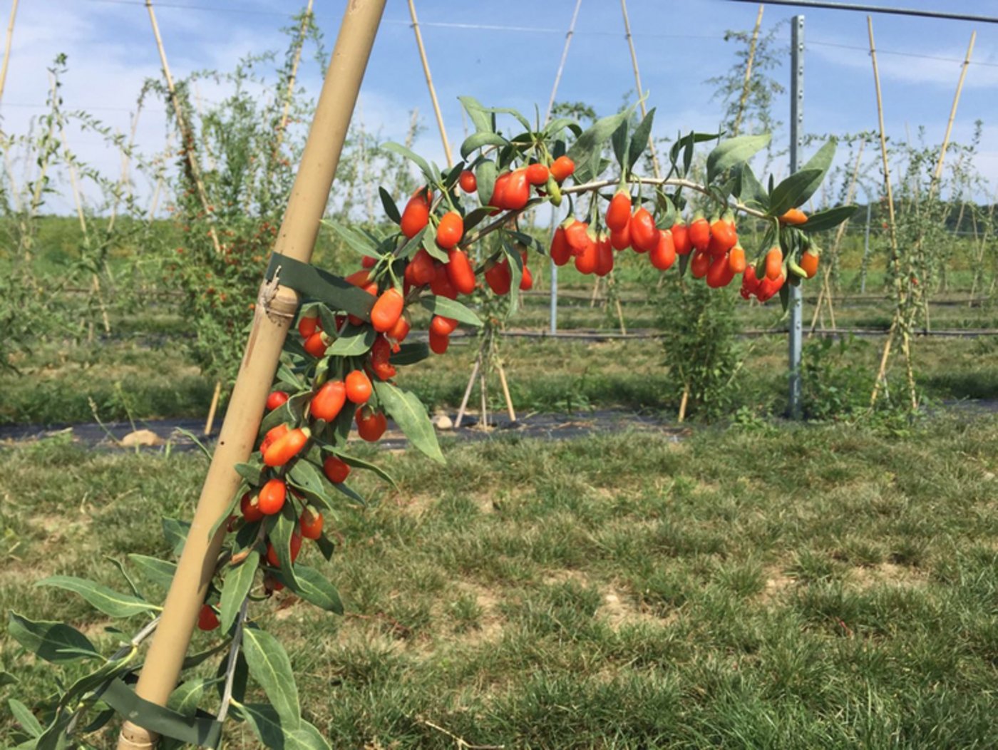 Bio-Goji-Beeren machen weltweit nur einen minimen Anteil aus.