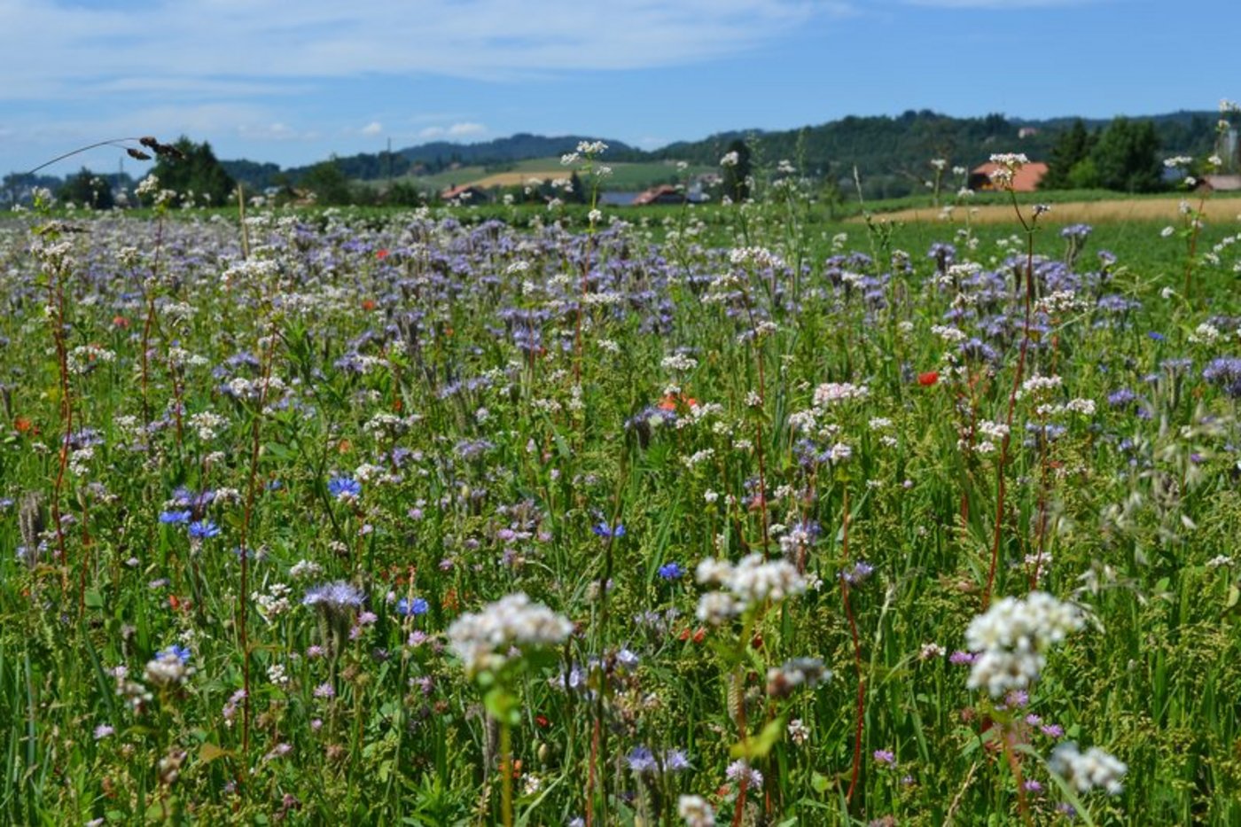 Dank natürlicher Feinde aus dem Blühstreifen soll der Schädlingsdruck im Feld gesenkt werden. (Bild BauZ)