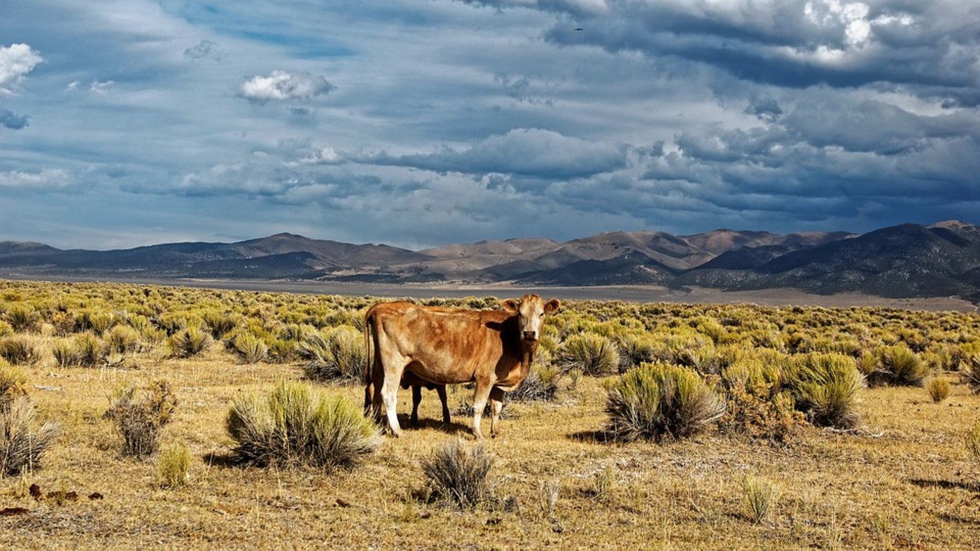 Rinder in Nevada (USA). (Bild Pixabay)