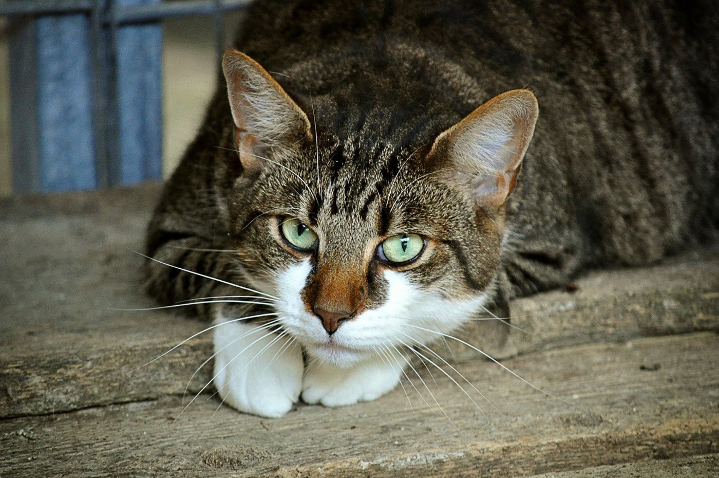 Katzen können sich bei engem Kontakt zu Corona-Erkrankten anstecken, zeigen aber meist keine Symptome und stellen kaum ein Übertragunsgrisiko dar. (Bild Pixabay)