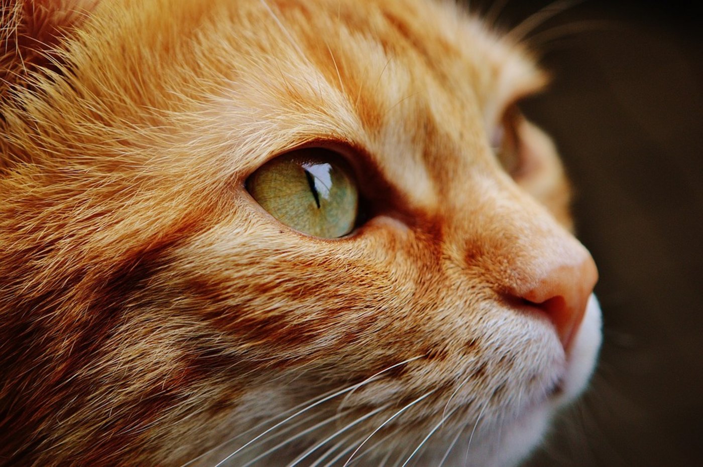 Eine Katzenbesitzerin und ihr Katzensitter zogen im Streit um das Tier bis vor Bundesgericht. (Symbolbild Pixabay)